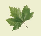 disegno di una foglia di platano a forma di rettangolo con tre punte grastagliate