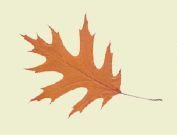 disegno della foglia di una quercia rossa di forma ovale molto frastagliata