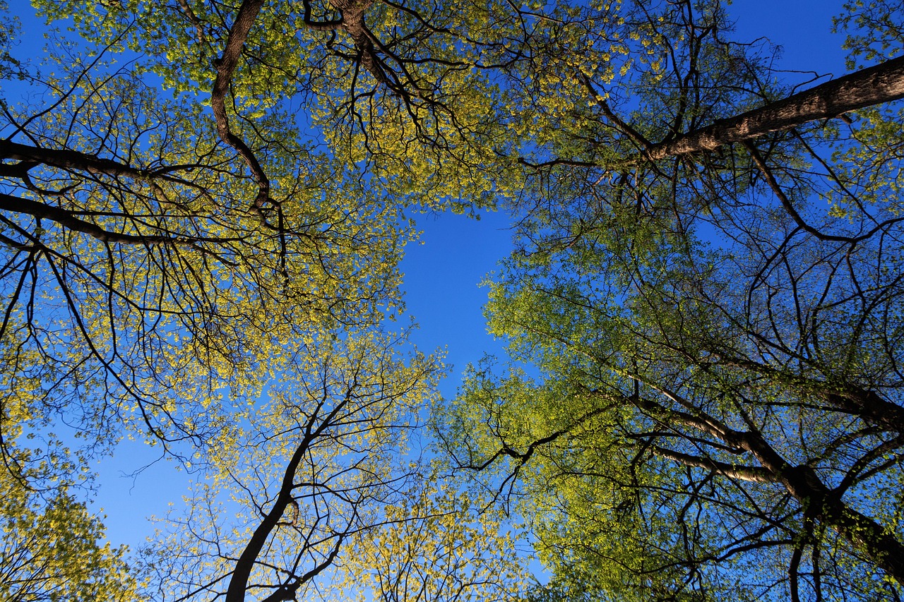 chiome di alberi contro il cielo