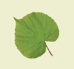 disegno della foglia di un tiglio a forma di cuore