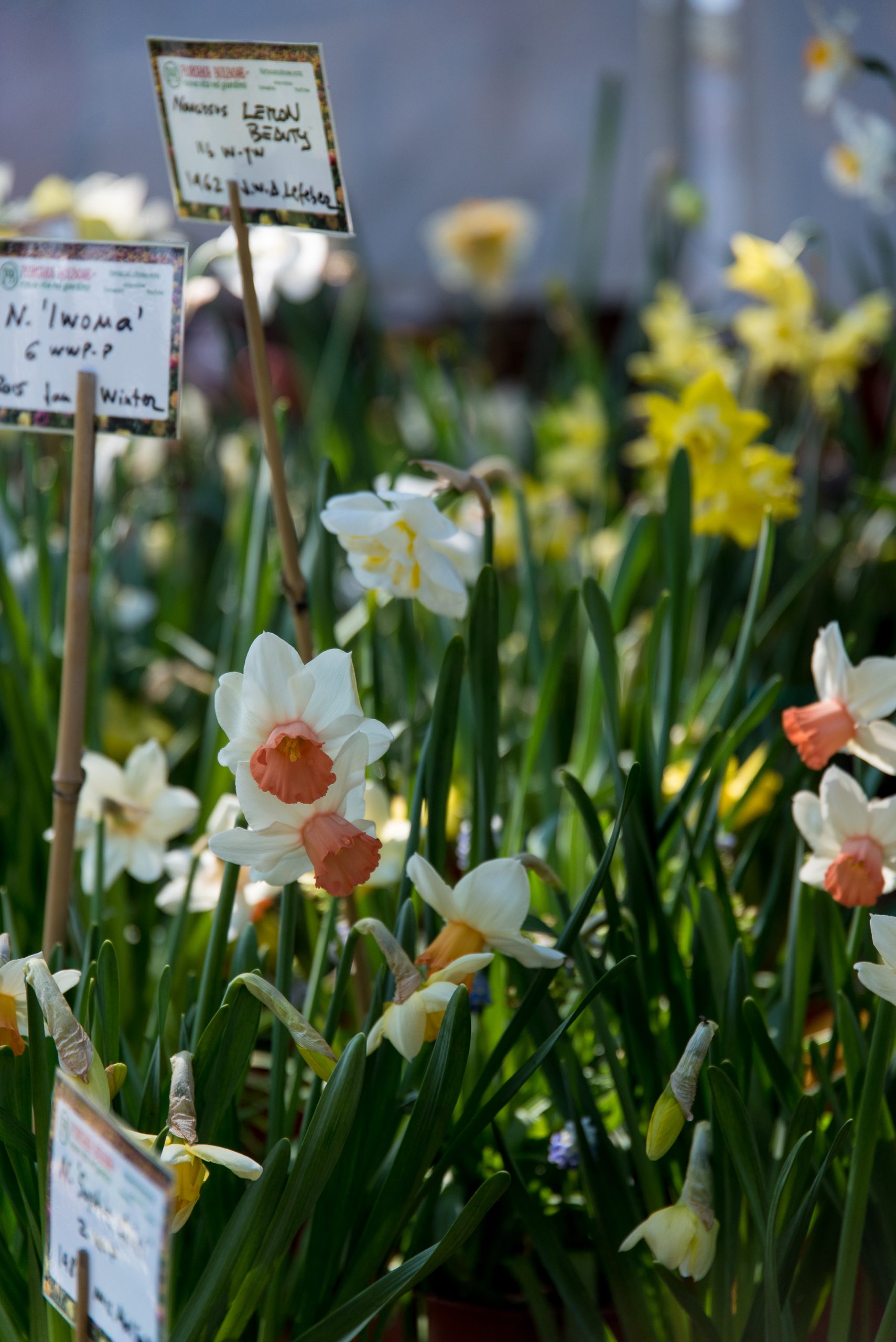 giunchiglie in fiore in mostra al mercato di verdemura