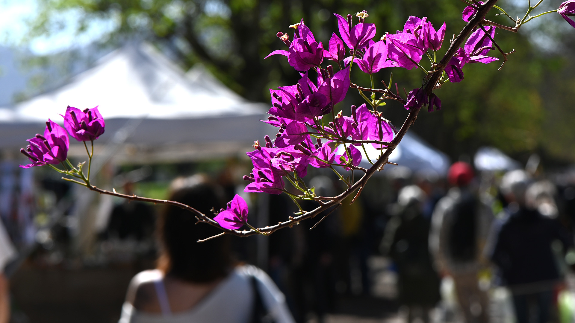 primo piano di un fiore di bouganvillae. sullo sfondo gli stand del mercato verdemura