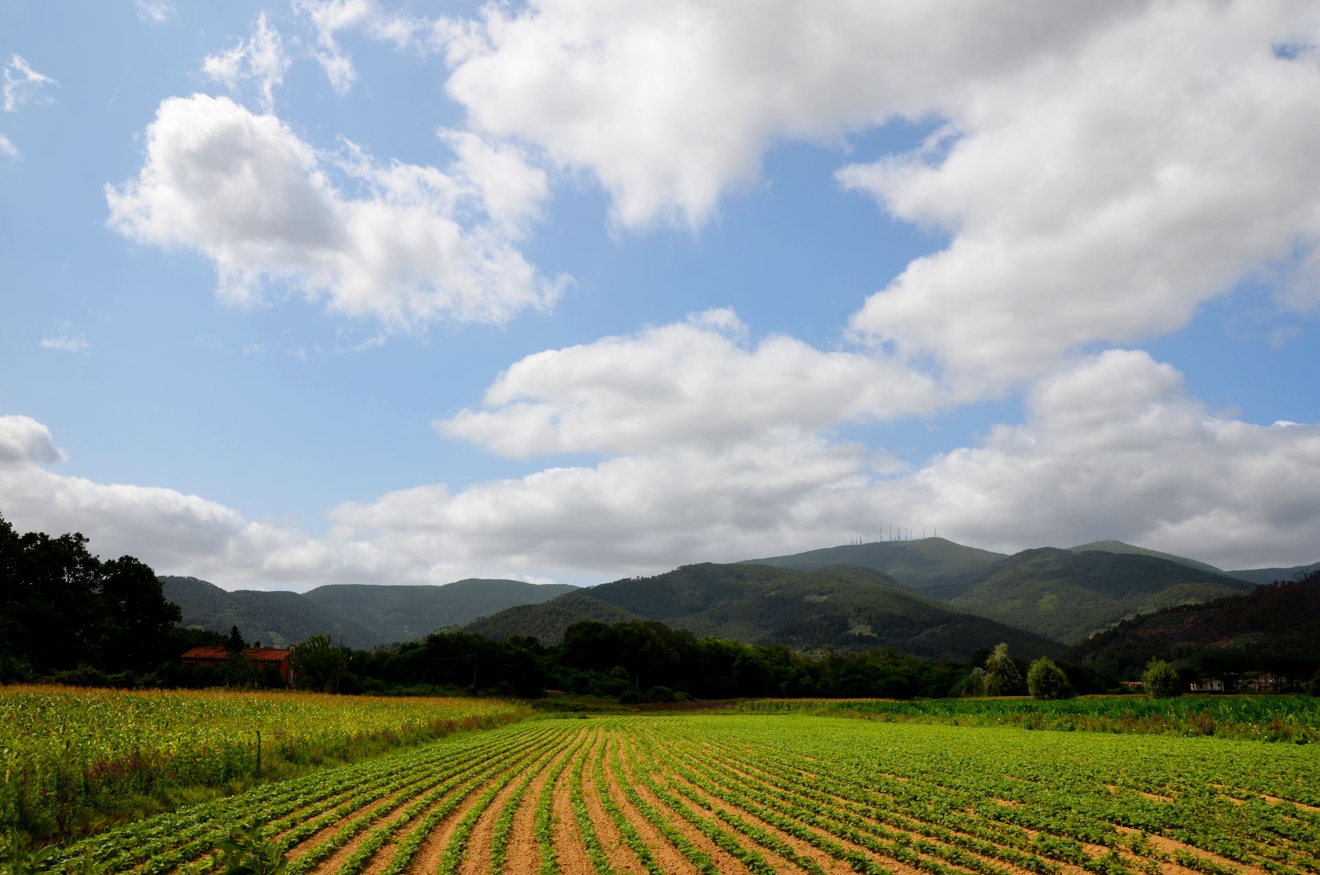 il disegno delle file di campi seminati. sul fondo le colline e un grande cielo con nuvole
