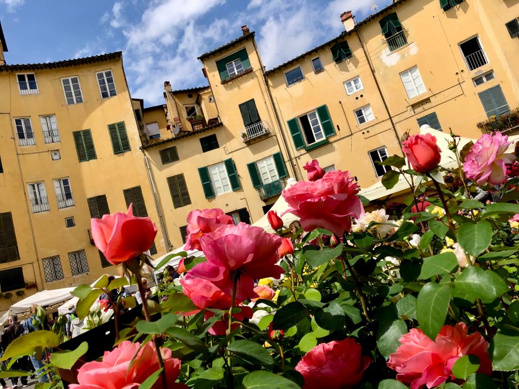primo piano di un cespuglio di rose, sullo sfondo le facciate delle case di piazza anfiteatro a Lucca