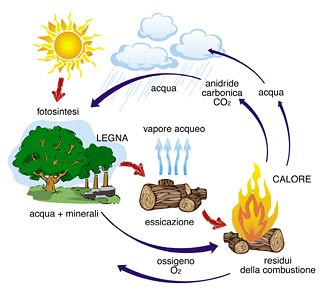 Il ciclo biomassa