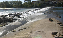 Il fiume Serchio - particolare