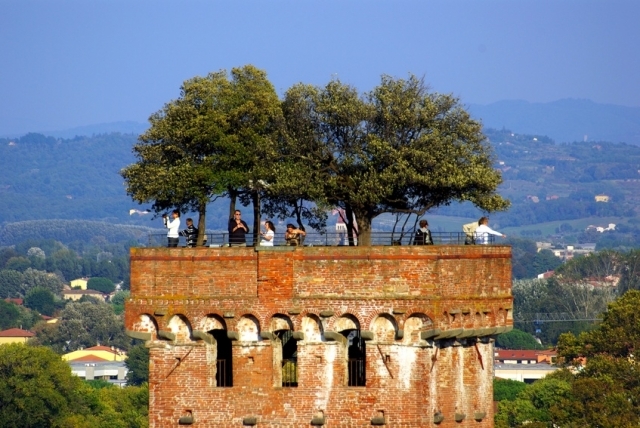 Particolare - Torre Guinigi