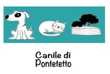 Canile di Lucca