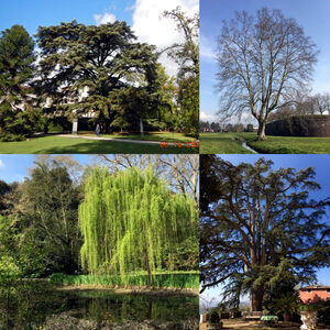 Alberi monumentali
