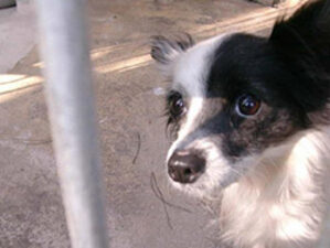 cane ospite al canile