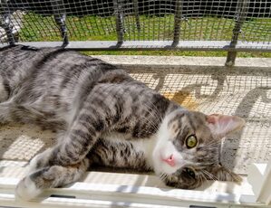 gatto
